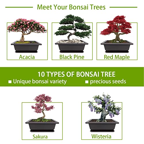 Meekear 10 Bonsai Seeds Kit, Growing Into Acacia, Wisteria, Sakura, Red Maple, Black Pine, Blue Spruce, Chinese Boxwood, Dawn Redwood, Flame Tree, Judas Tree For Indoor Outdoor Garden Diy Gifts #TOP1