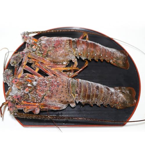 [樋口邦彦]沖永良部島産 伊勢海老 約1kg(2〜3尾)