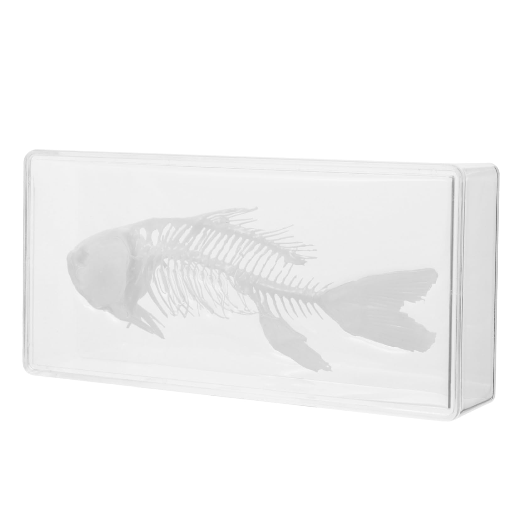 Amazon.co.jp: WOONEKY 魚の骨格標本 教育用骨格モデル 魚の骨の