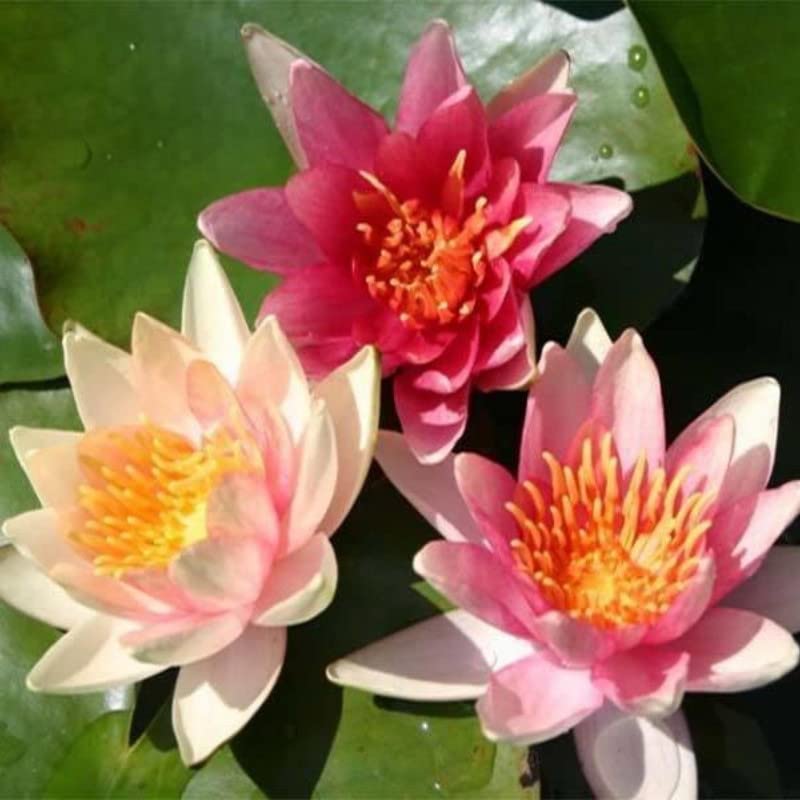 Sioux Water Lily by Chalily