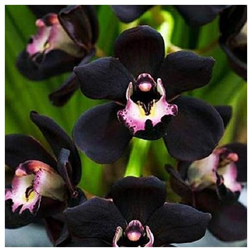 Halbkeimung: 200 einzigartige schwarze Orchideenhalb, Halb-Cymbidium Faberi di Fiori, Halborchidee