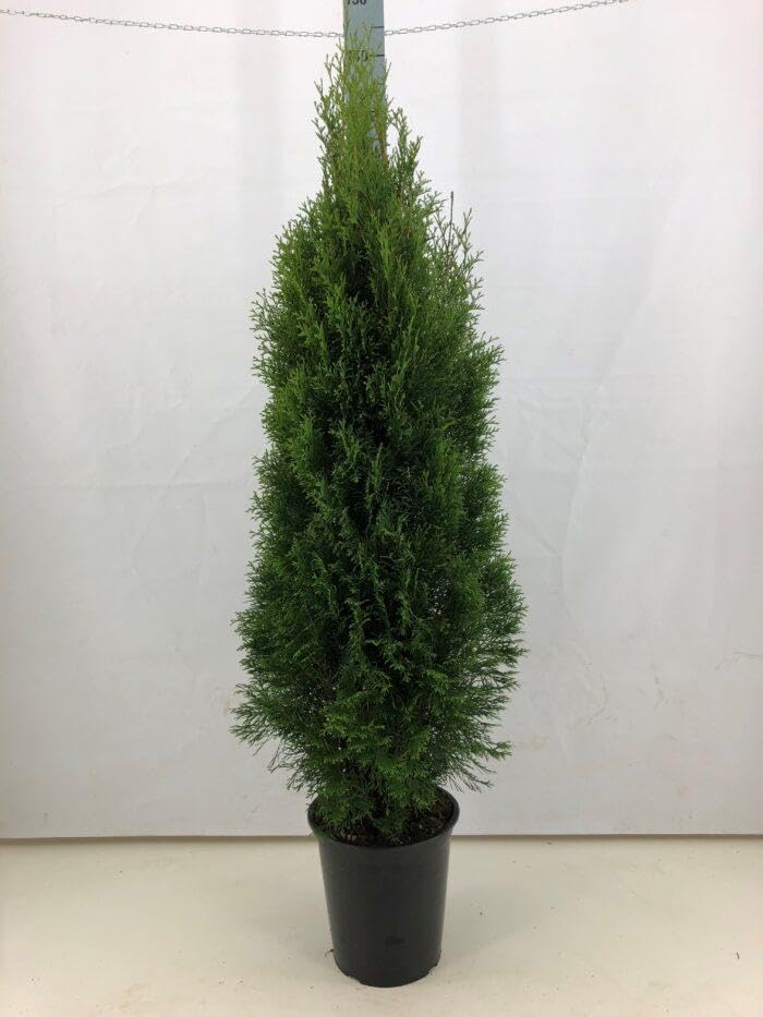 5st. Thuja Smaragd 120-150cm im Topf Lebensbaum Heckenpflanzen "Edelthuja"  immergrn Hecke Sichtschutz : Amazon.de: Garten