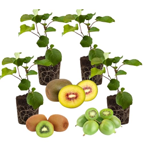 Set of 4 Hardy Kiwi Plants Live, 4-6 Inch Tall, Cold Hardy Kiwi Vine Starter Plants for Outdoor Growing