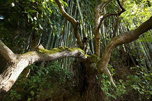 Ginsco 3D Leafy Camo Poncho Camoflage Woodland Cape Lightweight Ghillie Suit For Men, Ghillie Hood For Turkey Hunting Bird Watching Military Training Outdoor Airsoft Wildlife Photography Halloween #TOP4