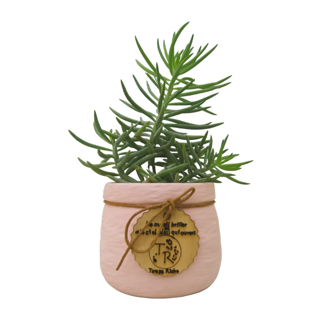 Urbanic Horti Live Crassula Tetragona Succulent Miniature Pine with Ceramic Pot (Pink)