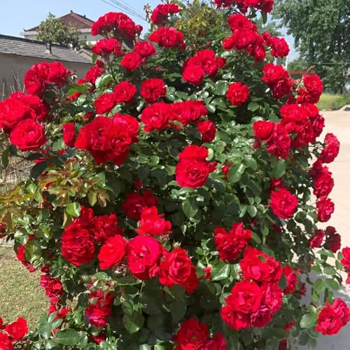 Rosales trepadores resistentes y fragantes semillas semillas de bonsái plantas perennes resistentes semillas de flores de jardín semillas de hierbas flores de 180pcs