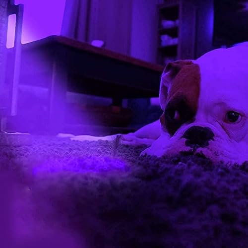 Miniatura 8 de Tira de luces UV de Navidad, 66 pies, 200 luces LED ultravioletas negras para exteriores e interiores, tira de luces de Navidad impermeables con