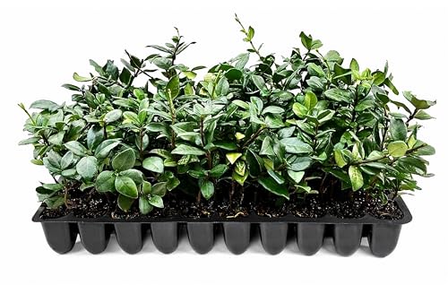 Star Jasmine | 3 Live Plants | Trachelospermum Jasminoides | Fragrant Blooming Evergreen Vine Low Maintenance Climbing White Flowers Attracts Pollinators Drought Tolerant