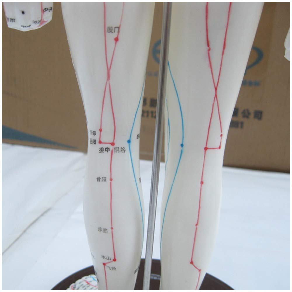 Amazon.co.jp: 鍼モデル - 人間の経穴モデル - 十二経絡医療鍼モデル