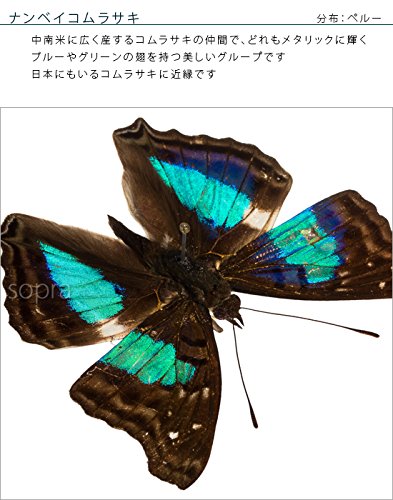 Amazon.co.jp: 蝶の標本 ナンベイコムラサキ D.laurentia コムラサキ