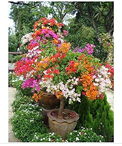 BLUE UNIVERSE Live Exotic Flower Plant Bougainvillea Climbing (Bushy & Climbing) Pot Suitable Flower Plant Garden Plant(1 Healthy Live Plant)