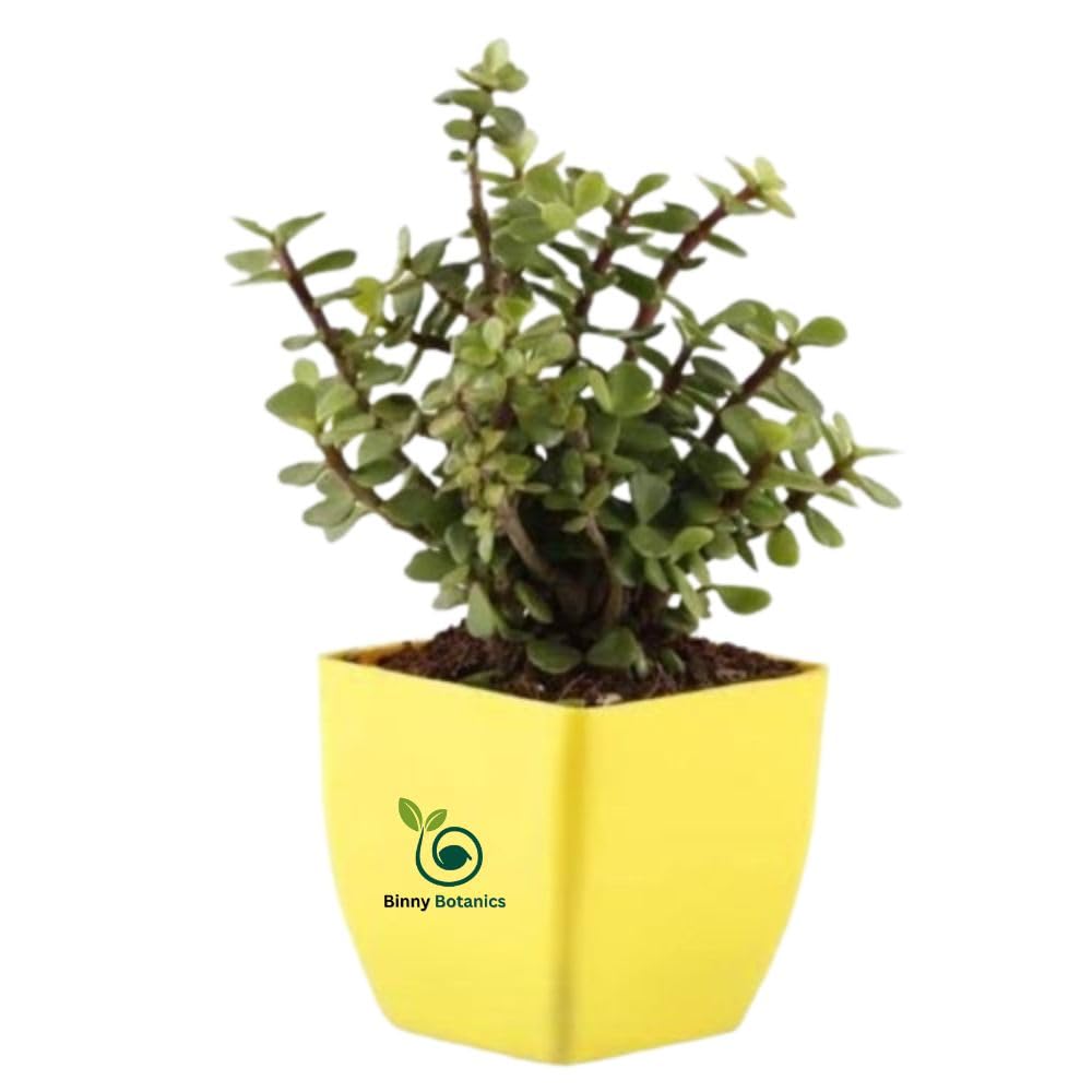 Binny Botanics LIve Jade Plant, Zed plant With Black Pot, Indoor Crassula Good Luck Button Cactus Lucky Plant Air Purifier, Jade Plant for Home Indoor Outdoor, Feng Shui Bonsai Plant (B0D3KTTL2T) Amazon Price History, Amazon Price Tracker