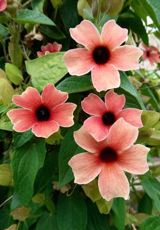 Ritz Farming® Thunbergia creeper flower seeds | peach Thunbergia creeper flower seeds for Home pots | all Season Flowering seeds for Gardening pack of 20-40 seeds (B0CGRDZJT3) Amazon Price History, Amazon Price Tracker
