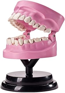 Educational Model Teeth Anatomical Model Dental Teeth Model Human Tooth Structure Anatomy Model Dental Anatomy Teeth Model Teeth Teaching Demonstrate Model,Medical Models SaiFei