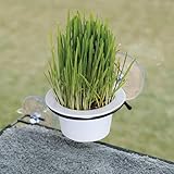 K&H Pet Products EZ Mount Grow Station Cat Grass for Indoor Cats, Healthy Home Grown Oat Grass Kit Mounts to Windows, Pairs Purr-fectly with Window Perches, Farmed in USA Non-GMO - 1 Refill Included