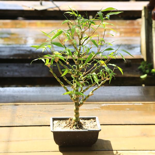 Amazon.co.jp: 庭木・植木・盆栽向き：大福竹（らっきょう竹