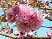 1 Kwanzan Flowering Cherry Tree
