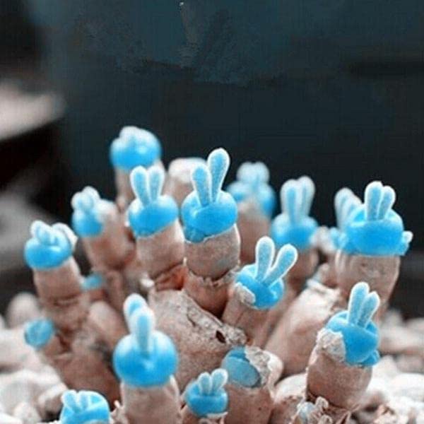 Succulents Rabbit Blue seeds-picture-31