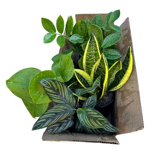PLANTVERS Set of 4 Assorted Indoor Plants in 4" Grow
