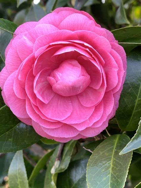 GREENERY NURSERY PINK CAMELLIA FLOWER PLANT Height 2-2.5 Feet Hybrid Healthy Live Flower Plant For Home Garden Pack Of 1 (B0CJP9J4DV) Amazon Price History, Amazon Price Tracker