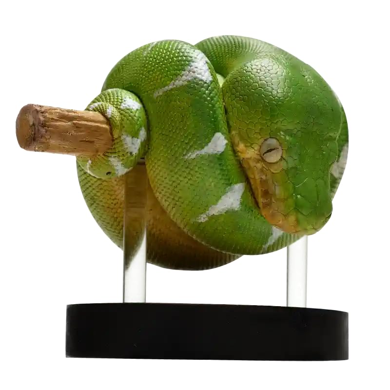 Amazon.co.jp: 【動物の惑星】エメラルドツリーボア フィギュア完成品