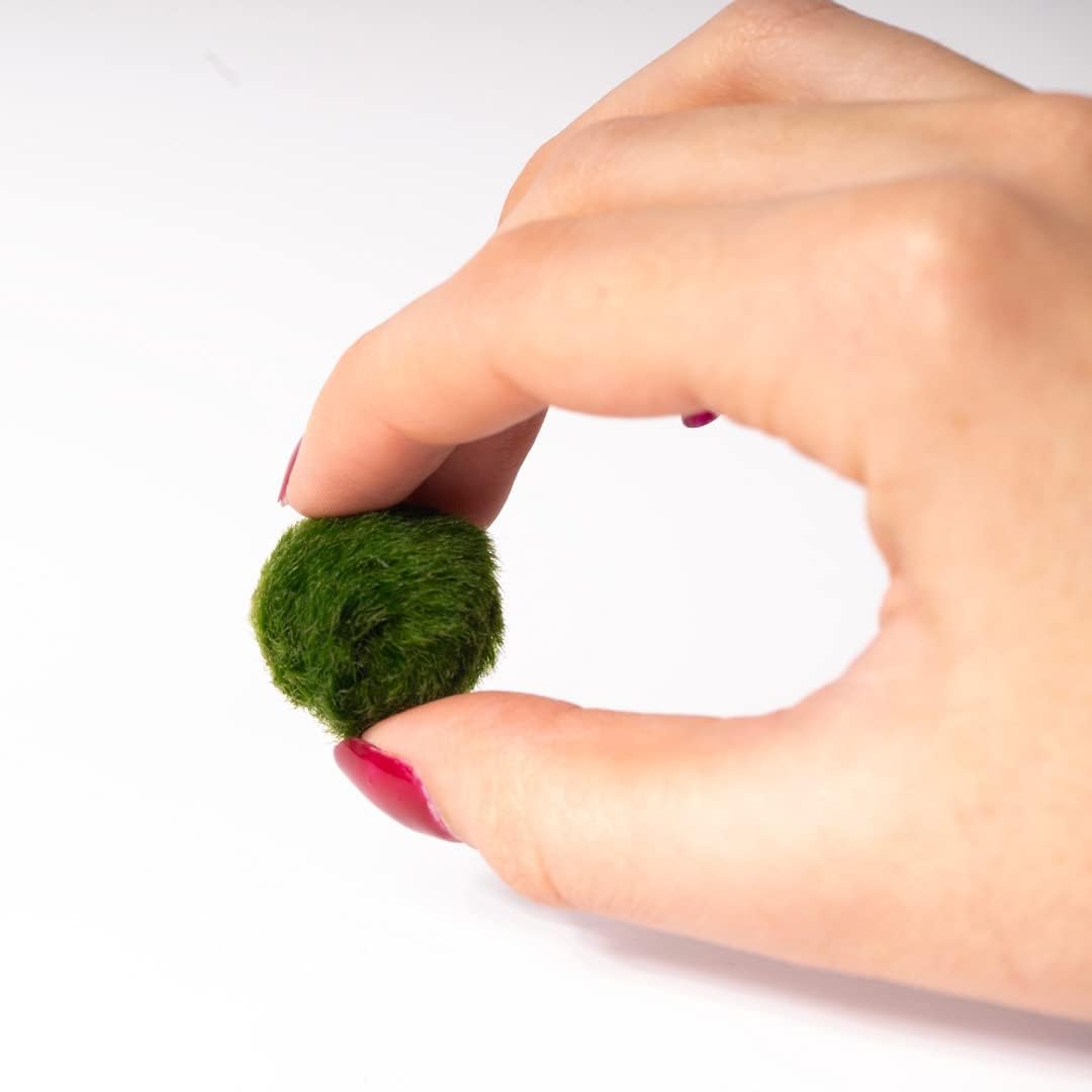 KAKI La Felicità è Nelle Piccole Cose Marimo Set sfuso diametro 2-3 cm - Originale e Certificato - Solo Marimo (10)