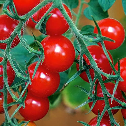 Tomatensamen für Balkontomaten Saatgut für den eigenen Garten