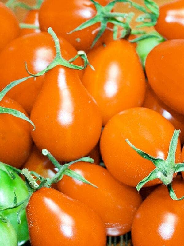 M-Tech Gardens Rare Hybrid Tomato " Orange Pear " Exotic 100 Vegetable Seeds for Growing (B0BNT89X5M) Amazon Price History, Amazon Price Tracker