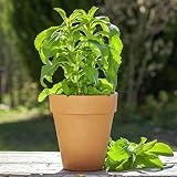 Nuestro producto es: semillas de Stevia Cantidad de producto: 100 piezas / semillas de Stevia