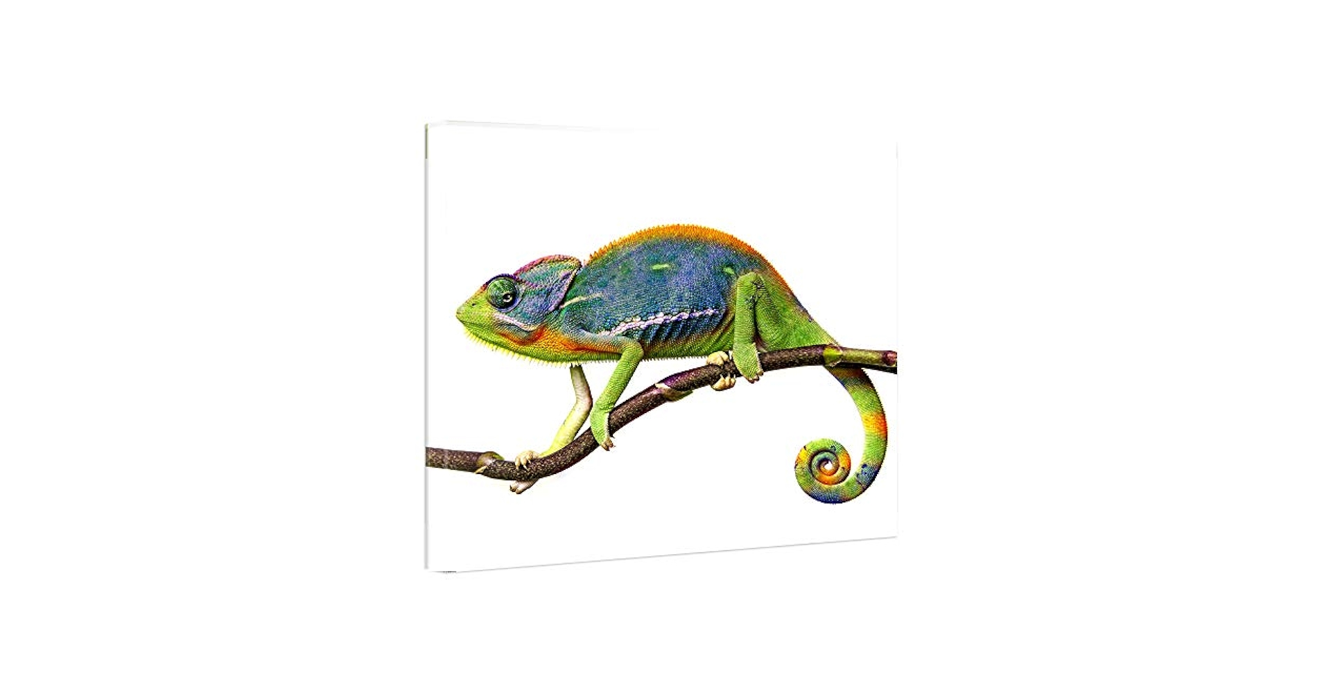 Amazon.co.jp: Lindo chico 60cm × 60cm カメレオン 爬虫類