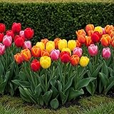 Plantenboetiek.nl