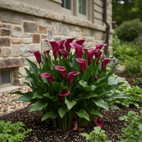 Purple Passion (fioletowe) cebulki lilii kalii Zantedeschia