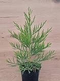 1st. Mammutbaum 10-15cm Sequoiadendron giganteum Riesenmammutbaum aus der Baumschule