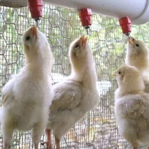 Bebedouro Automático para Aves Granja Coelho 15 Unidades