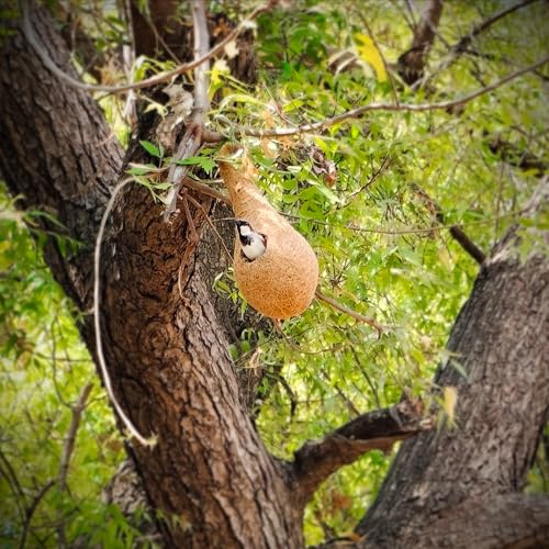 Image of Handwoven Coir Bird Nest - Natural Hanging Birdhouse for Sparrows, Finches, Java Sparrows & Other Small Birds, Ideal for Gardens, Balconies & Trees, (Pair of 3)(* 6 pcs)