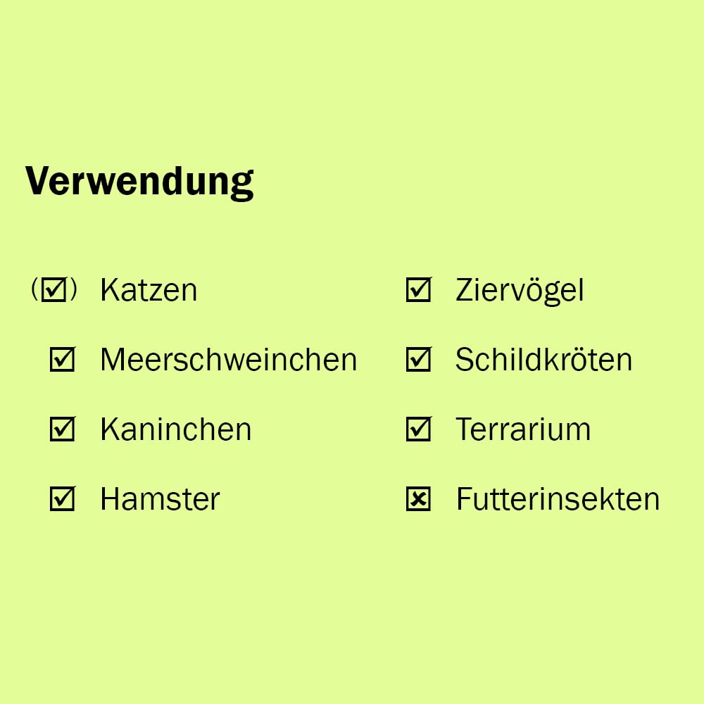 Bio Callisia (Schönpolster) im Topf (3 Stück) ║ BIOLAND-Qualität, garantiert frei von synthetischen Pflanzenschutzmitteln ║ Höhe mit Topf 15-20 cm ║ sofort gebrauchsfertig.