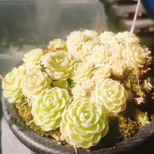 plantas carnívoras - semillas de mantecosa plantas decorativas de interior suculentas resistentes jardín jardín macetas para los amantes la jardinería semillas en macetas 150pcs