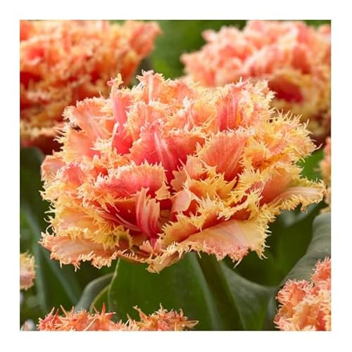 チューリップ：ブリスベン5球入り[華やかな八重のフリンジ咲き][秋植え球根]のサムネイル