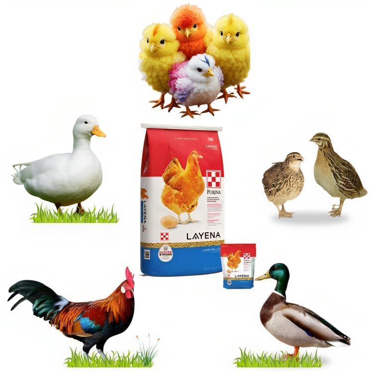 Pets Pro Food for Hen Duck Chicks Teetar Batair Feed 500gm Teetar Batair Premium Bird Food Grower Baby Chicken, Chicks, Pellet Feed (Hen, Duck, BATER, EMU) (Feed 500GM)