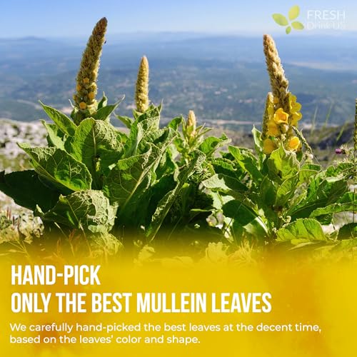 FreshDrinkUS, Premium 15 Mullein Leaf Tea Bags For Lung, 100% Natural & Pure from Mullein Leaves. Loose Leaf Mullein Herbal Tea. Made with Natural Material Tea Bags. No Sugar, No Caffeine, No Gluten, Vegan.