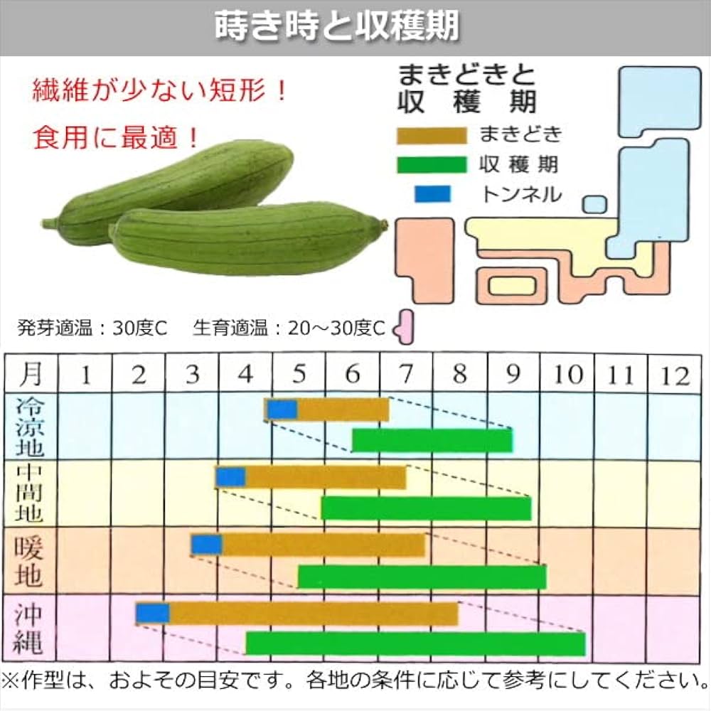 Amazon.co.jp: 食用ヘチマ ・沖縄へちま 種子 10ml ナーベーラー : DIY