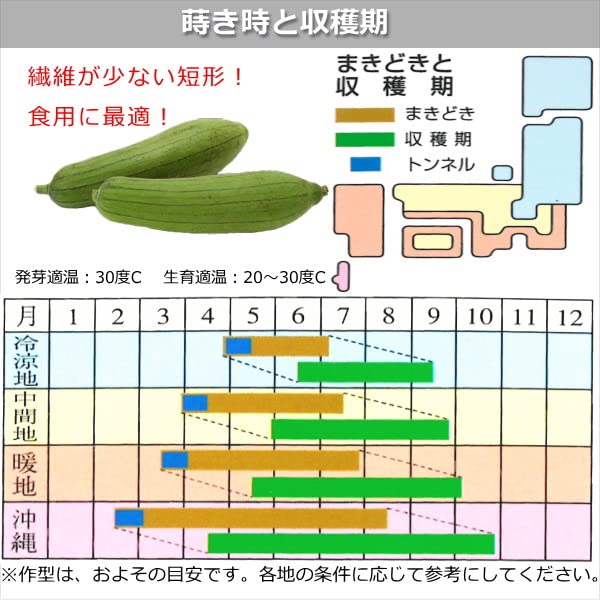Amazon.co.jp: 食用ヘチマ ・沖縄へちま 種子 10ml ナーベーラー : DIY