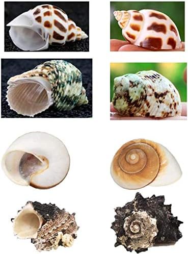 Hermit Crab Shells Turbo Shells 12+pcs Assorted Turbo Shells Handpicked Hermit Crab House…