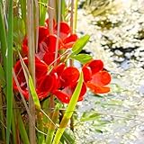 Sun Catcher Garden Decor