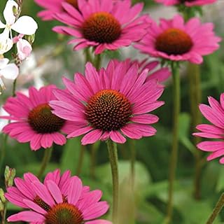Echinacea 'Magnus' Hardy Perennial Pink Flowering Bushy Garden Plants Easy to Grow Your Own 1 Packet of 25 Seeds by Thompson and Morgan