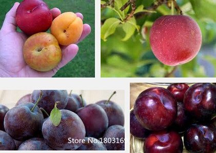 20pcs / bag courtyard Huang plum seeds fruit seeds free shipping Multi-Colors