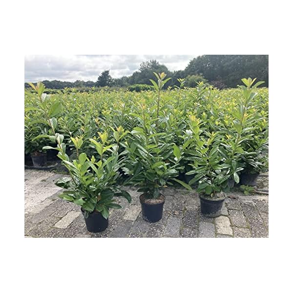 30 Kirschlorbeer Rotundifolia 30-60cm - Immergrüne Heckenpflanzen