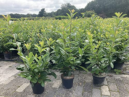 Pflanzhits 10st. Buschige Kirschlorbeer Rotundifolia 70-100cm XXL im 3L.Topf buschige Pflanzen Prunus laurocerasus… – Bild 4