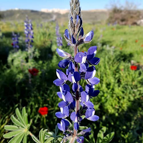 Class In Honor of Rabbi Yisrael Salanter cover art