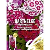 Bartnelke Hollandia Mischung Samen, Saatgut